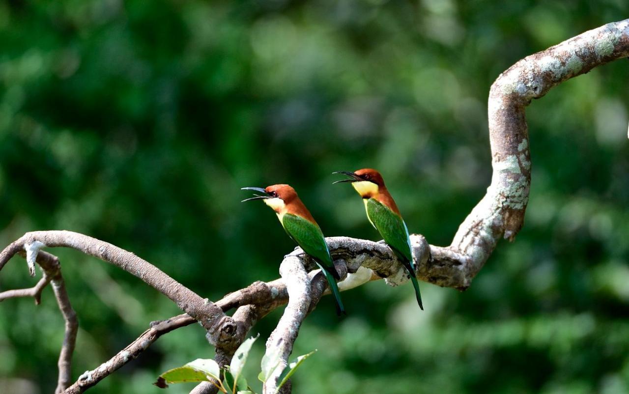 The Backwaters Lodge Wilpattu Dış mekan fotoğraf